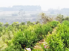 �������ܵ��l(xi��ng)�����ǰ���ӷ��s����������ؚ�F����С����ͨ�^���������(y��u)���Ľ�(j��ng)����������׃��ؚ�F��ò������̽۴��S������ɵ��r(n��ng)��@�����S������롭