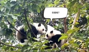 �L�L��̫�ɐ�����С��ȫ�̡���ĸЦ����