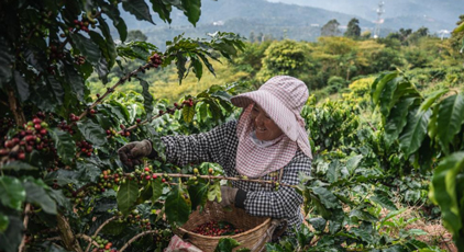 雲(yún)南普洱：咖啡田的豐收時光